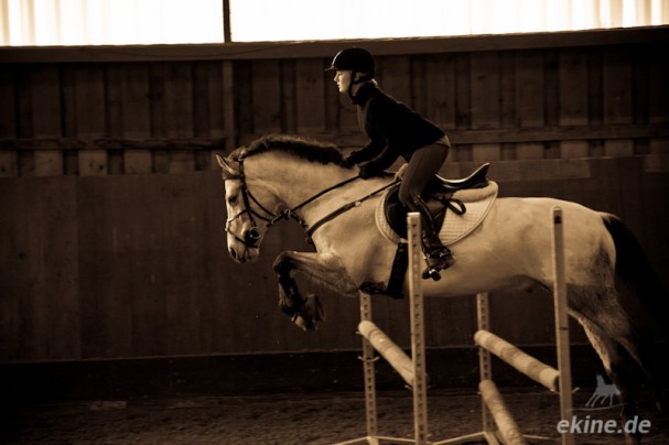 Pferde Springreiten