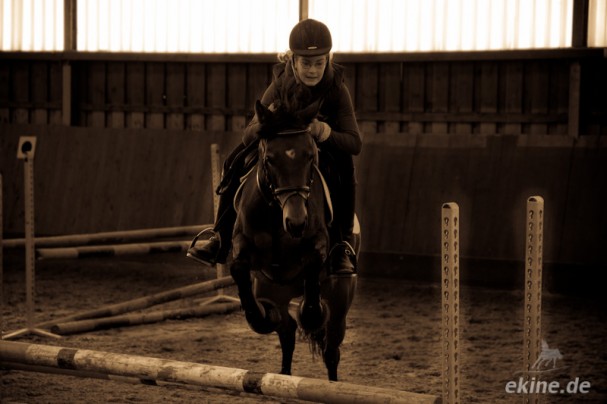 Pferde Springreiten