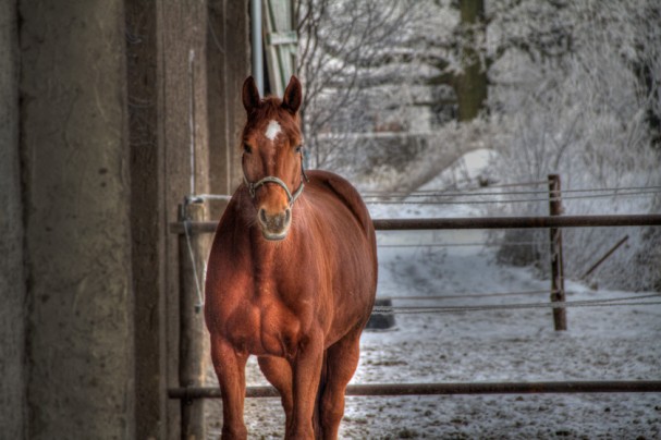 pferd_paddock