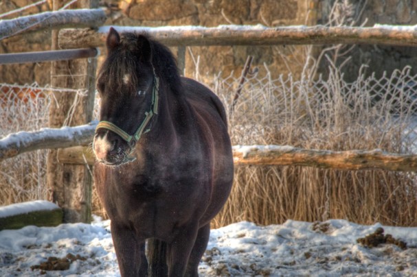 pony_hanny