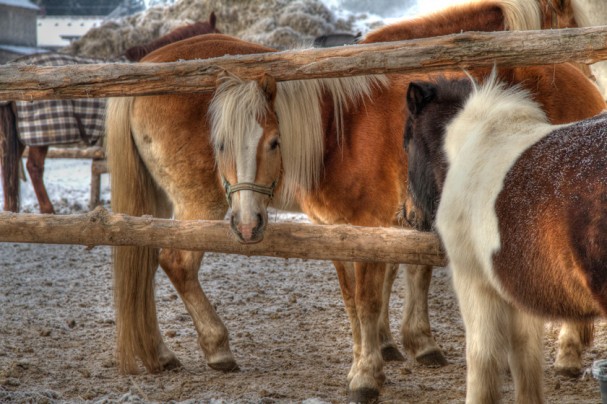 pony_paddock