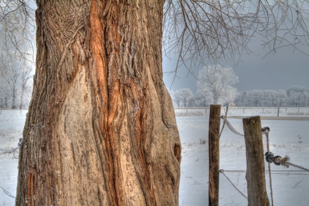 winter_tree
