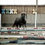 Pferd beim Freispringen