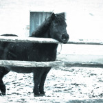 Reiterhof Pferde Leipzig