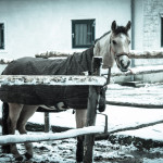 Reiterhof Pferde Leipzig