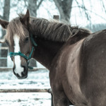 Reiterhof Pferde Leipzig
