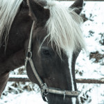 Reiterhof Pferde Leipzig
