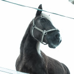 Reiterhof Pferde Leipzig