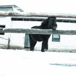 Reiterhof Pferde Leipzig