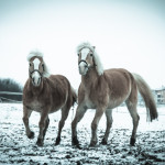 Reiterhof Pferde Leipzig