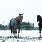 Reiterhof Pferde Leipzig