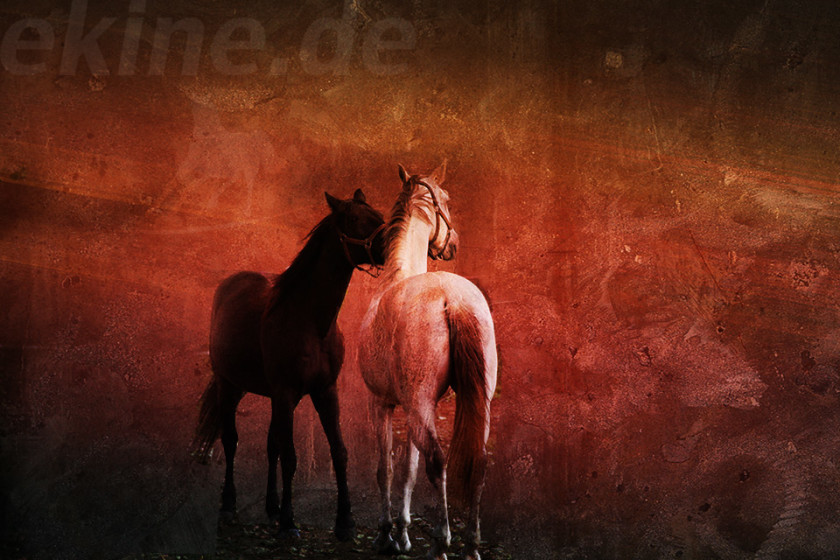 pferde-jpg