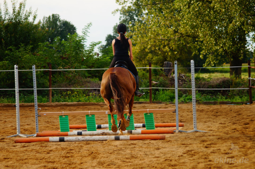 springreiten59